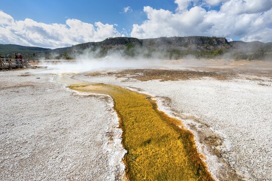 Yellow bacteria and algae in a hot spring at Black Sand Basin and Biscuit Basin, Yellowstone National Park, Wyoming, USA
