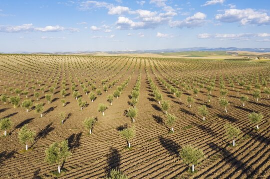 Cultivated young olive trees (Olea europaea), aerial view, drone shot, C&oacute;rdoba province, Andalusia, Spain