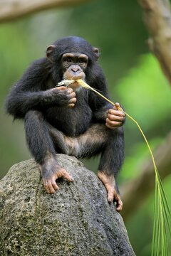 Chimpanzee, (Pan troglodytes troglodytes), kitten, uses tool, eating, captive, occurrence Africa