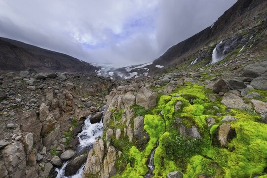 Willow moss in front of Drangajoekull glacier, Kaldal&oacute;n, Westfjords or West Fjords, Iceland, Europe