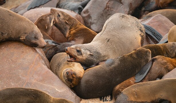 Seal colony, fur seal, Cape fur seal (Arctocephalus pusillus), Cape Cross, Atlantic coast, Namibia
