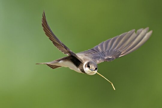 Sand martin (Riparia riparia), in flight with nesting material in its beak, Reussegg nature reserve, Canton Aargau, Switzerland