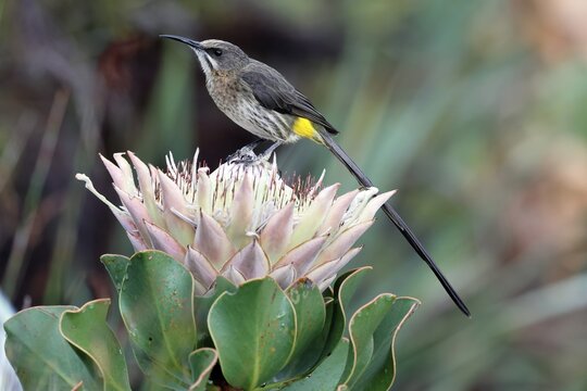 Cape Honeybird (Promerops cafer), adult, male, on flower, Protea, vigilant, Kirstenbosch Botanical Gardens, Cape Town, South Africa