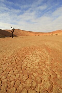 Dessicated Dead Vlei with dead trees in the Namib Desert, Namibia, Africa