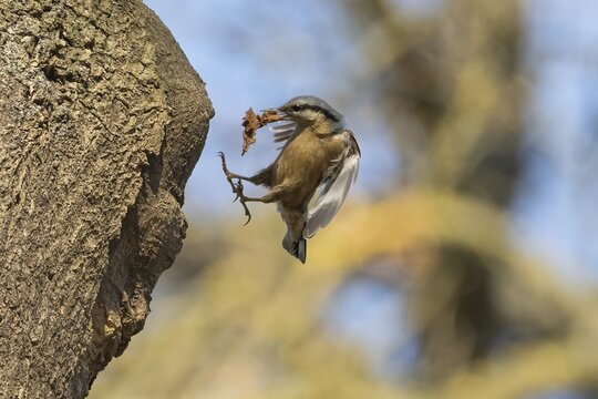 A nuthatch (Sitta europaea) with building material in its beak on the approach to its breeding den, Hesse, Germany