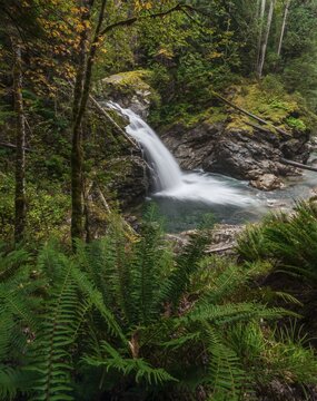 Small waterfall in a forest with dense vegetation, North Fork Falls, Okanogan-Wenatchee National Forest, Washington, USA