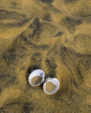 Shells on the sand of Rau&eth;asandur, Patreksfj&ouml;r&eth;ur, Vestfir&eth;ir, Iceland