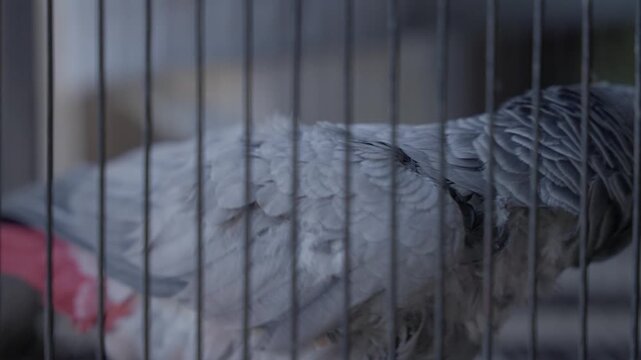 African grey parrot perched inside metal cage with bars in foreground closeup