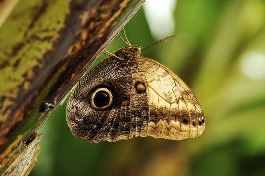 Caligo-butterfly (Caligo uranus)