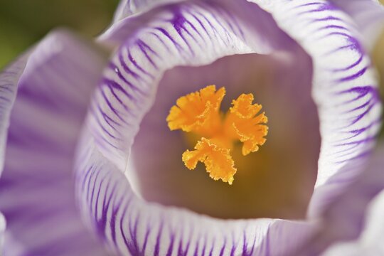 Crocus, garden plant, Austria, Europe
