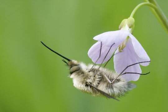 Greater Bee Fly (Bombylius major) feeding on a Cuckoo Flower or Lady's Smock (Cardamine pratensis), North Hesse, Hesse, Germany