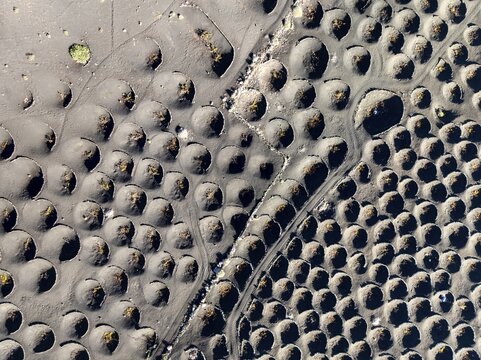 View from above of vines, typical drywall viticulture in volcanic landscape, volcanic ash, lapilli, aerial view, vines, La Geria wine-growing region, Lanzarote, Canary Islands, Spain