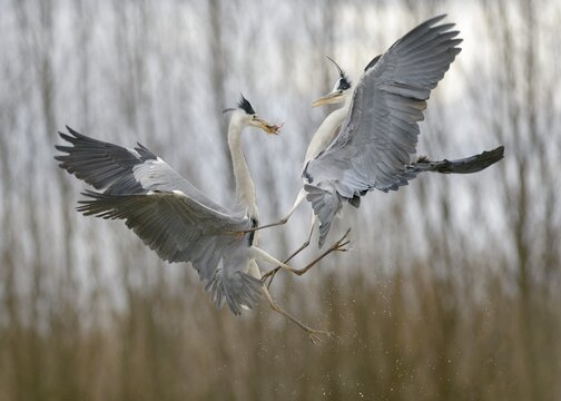 Grey Heron (Ardea cinerea), fighting over prey, Kiskuns&aacute;g National Park, Hungary