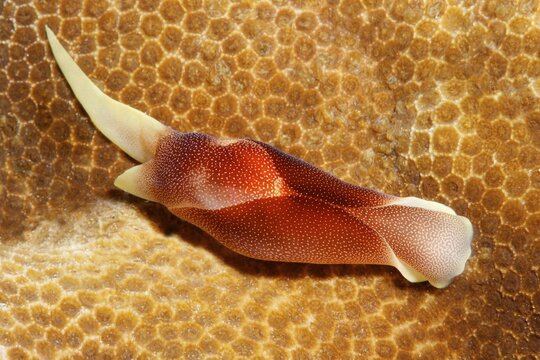 Lovely Headshield Slug (Chelidonura amoena), crawls over stony coral (Scleractinia), Great Barrier Reef, Unesco World Heritage, Pacific, Australia