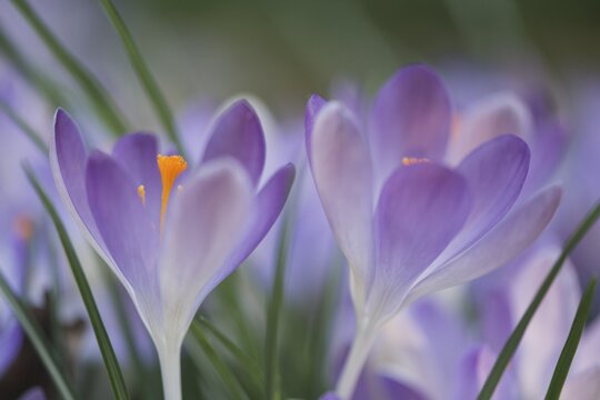 Early Crocus (Crocus tommasinianus), Emsland region, Lower Saxony, Germany