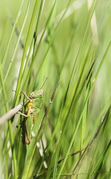 Meadow Grasshopper (Chorthippus parallelus) in the grass