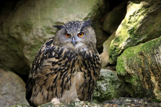 Eurasian eagle-owl (Bubo bubo), alert, captive, Germany