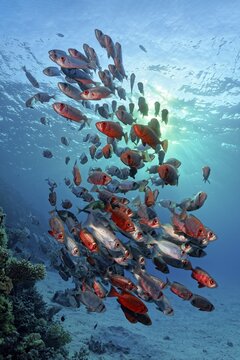 Shoal of Common Bigeye (Priacanthus hamrur) Bass swimming backlit over coral reef, Red Sea, Aqaba, Kingdom of Jordan