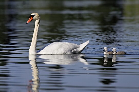 Mute swan (Cygnus olor), male with two chicks swimming in Lake Zug, Canton Zug, Switzerland