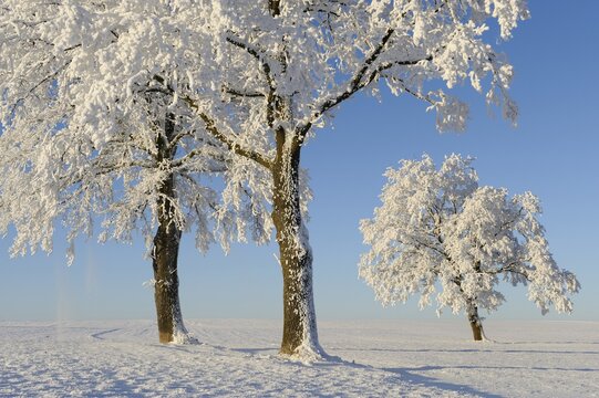 Pedunculate Oak (Quercus robur), coated with white frost, Lindeberg, Aargau, Switzerland, Europe