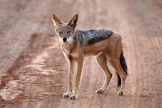 Black-backed jackal (Lupulella mesomelas), adult, alert, stalking, foraging, roadway, track, Mokala National Park, Northern Cape, South Africa