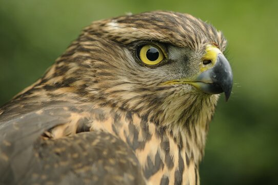 Young northern goshawk (Accipiter gentilis), portrait, Emsland, Lower Saxony, Germany