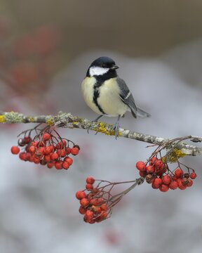 Great tit (Parus major), on a lichen-covered rowan branch with red berries, Swabian Alb Biosphere Reserve, Baden-W&uuml;rttemberg, Germany
