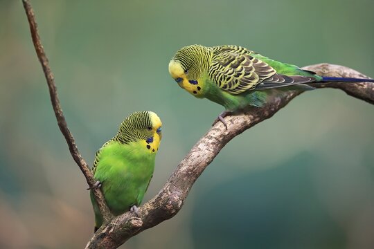 Budgies (Melopsittacus undulatus), pair sitting on branch, captive