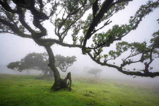 Stinkwood (Ocotea foetens) overgrown with moss and plants in the mist, Old laurel forest, Stink laurel, Laurisilva, UNESCO World Heritage Site, Fanal, Madeira, Portugal