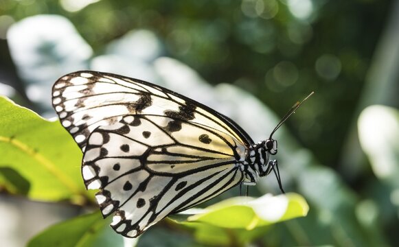 Paper kite, also large tree nymph or rice paper butterfly (Idea leuconoe), captive
