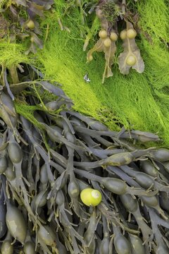 Bladder wrack (Fucus vesiculosus), Tourony, Department of C&ocirc;tes-d'Armor, France