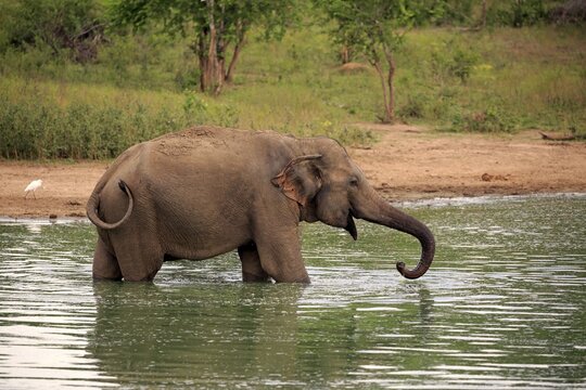 Sri Lankan Elehpant (Elephas maximus maximus), adult male in the water, drinking, Udawalawe National Park, Sri Lanka