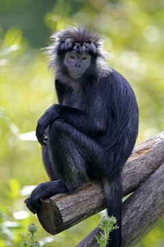Javan lutung (Trachypithecus auratus), adult, sitting on tree, alert, endangered species, captive, Indonesia