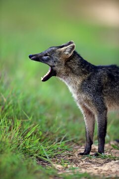 Crab-eating fox (Cerdocyon thous), adult, yawning, mouth wide open, Pantanal, Mato Grosso, Brazil