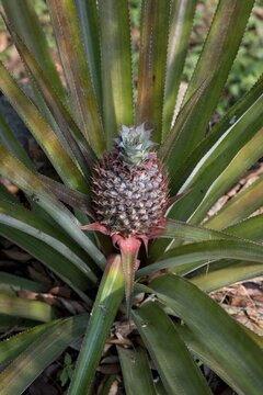 Pineapple (Ananas comosus), plant, Peermade, Kerala, India