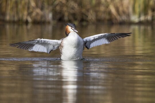 Great-crested Grebe (Podiceps cristatus) with outstretched wings, North Hesse, Hesse, Germany