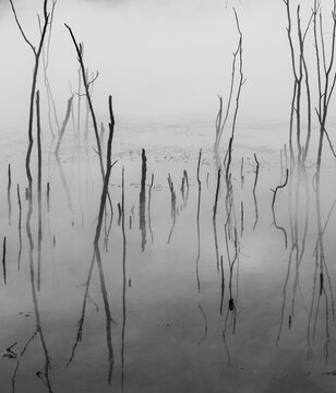 Dead branches reflected in the thermal lake on steaming water, hot spring, Kuirau Park, Rotorua, New Zealand