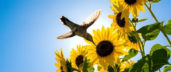 Obraz premium Hummingbird hovering near bright yellow sunflowers against clear blue sky. Nature wildlife scene perfect for summer garden themes and outdoor photography projects.
