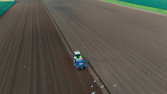 Aerial view of a green tractor plowing a field, cultivating land with a spike tooth harrow cutting, birds in the field looking for food. Summer sunset rural farmland, food production and crop harvest.