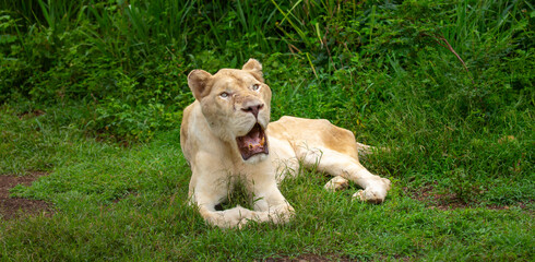 Obraz premium A close-up of a lioness against a backdrop of green grass. A majestic African lioness rests and observes the jungle. Powerful African wild animals in their natural habitat.