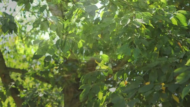 Gentle breeze stirring green foliage, camera shifting focus, revealing dappled branches and bark