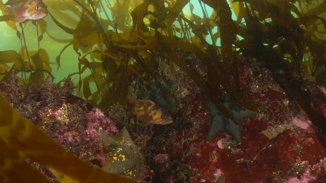 Copper rockfish in a kelp forest in the Pacific Northwest in Canada.