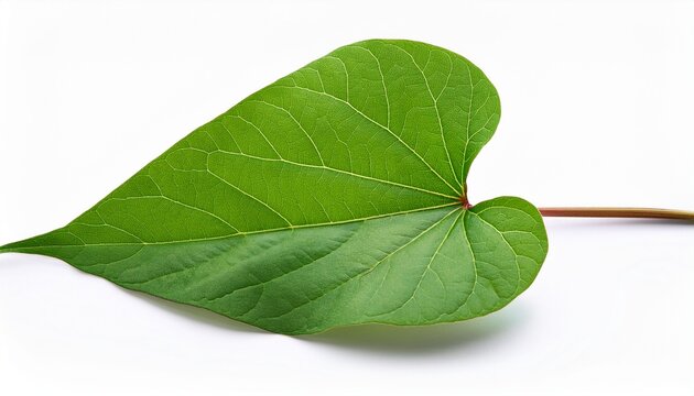 Sweet Potato Leaf Isolated On The White Background