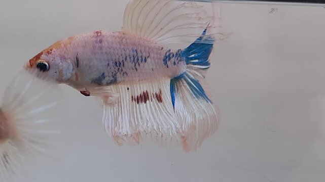 fish in aquarium