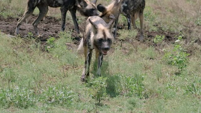 Wide slow-motion shot of a wild dog pack in Kruger Park, South Africa, alpha male walks toward camera while others sniff and interact, showing social behavior on a windy day.