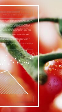 Vertical video: Camera tracking left up, tomatoes showing calyx while HUD moving text for food ads