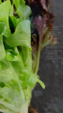 Vertical video: Camera approaching, lettuce leaves showing veins and color for close-up study