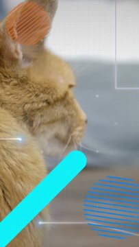 Vertical video: Orange tabby cat turning head as cyan bar sweeping, revealing side profile for tech