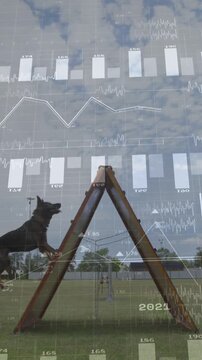 Vertical video: Data overlay appearing tracking dog running across ramp, showing training metrics