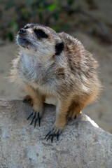 Fototapeta premium Meerkat sits on a rock in natural habitat during sunny day observing surroundings with interest